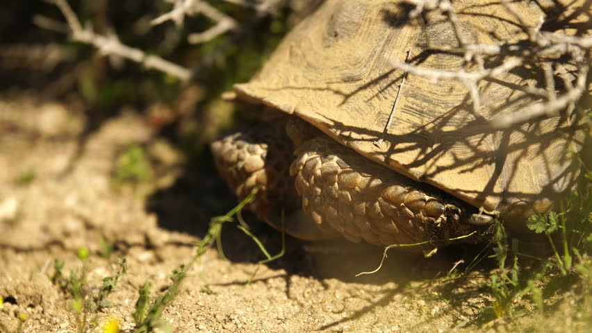 Desert Tortoise - Gopherus agassizii image - Free stock photo - Public ...