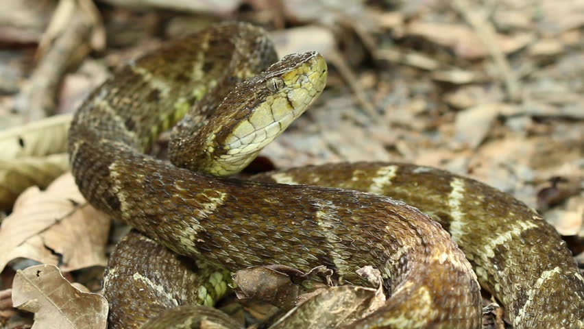 Eastern Diamondback Rattle Snake Eating Hatchling Alligator Stock ...