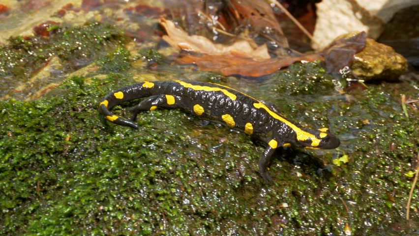 Salamandra Stock Video Footage - 4K and HD Video Clips | Shutterstock