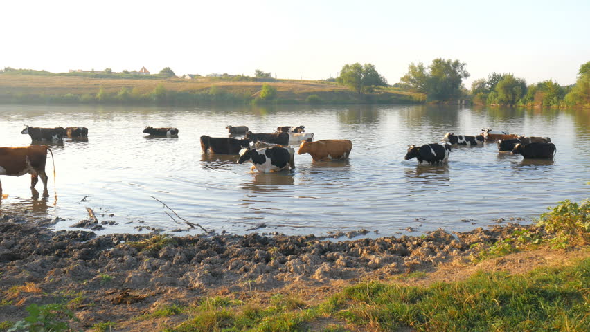 Stock Video Clip of Cows on river. Cows Drinking In The | Shutterstock