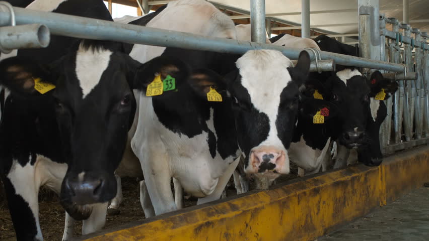 Cows Feeding Process On Modern Stock Footage Video 100