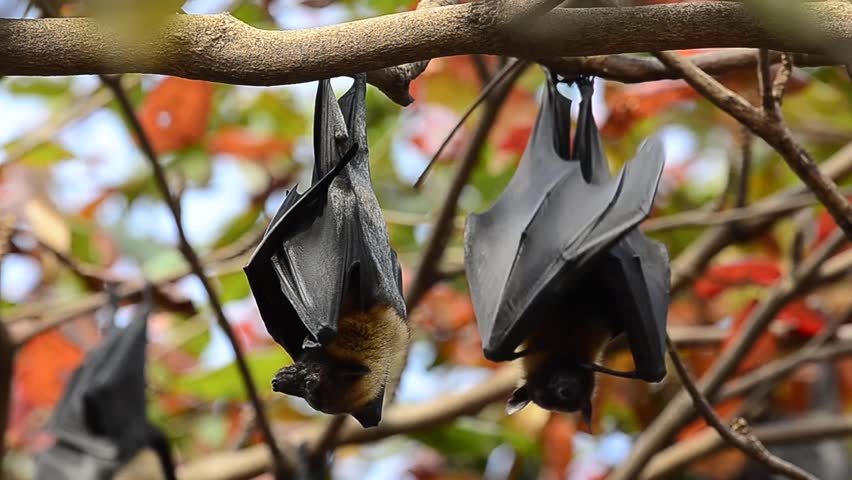 The Scary Hanging Flying Fox Or Fruit Bat Or Hyles Bat Hang Downward ...