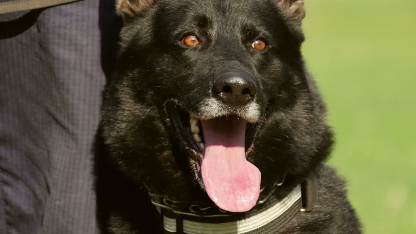 Header of gendarmerie