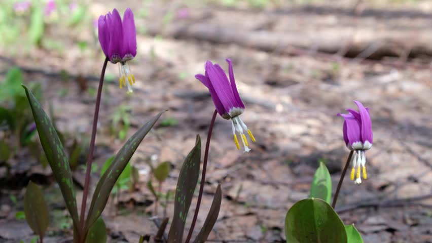 Header of adder's-tongue