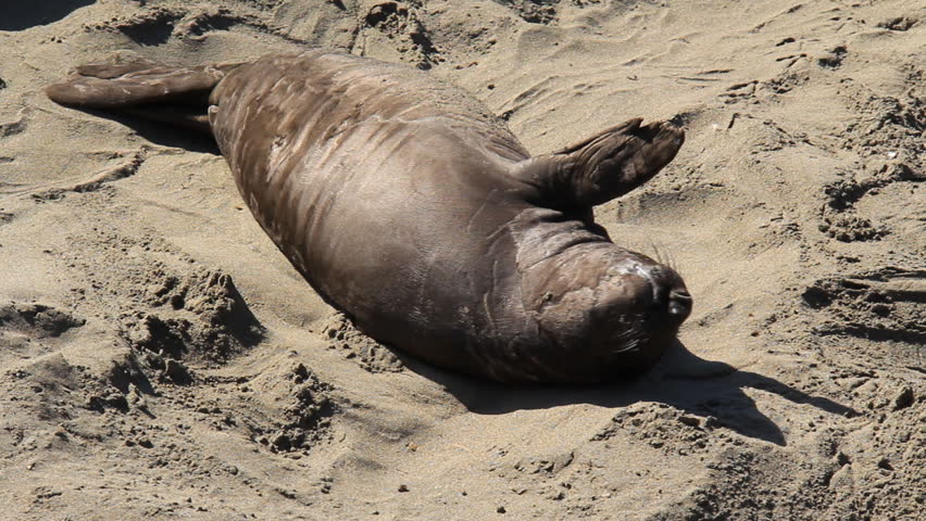 Cute Northern Elephant Seal Pup, Stock Footage Video (100% Royalty-free ...