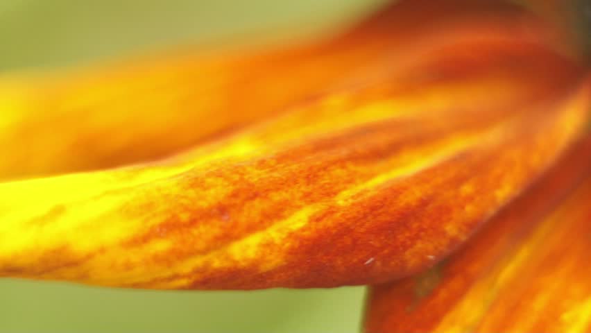 Header of coneflower