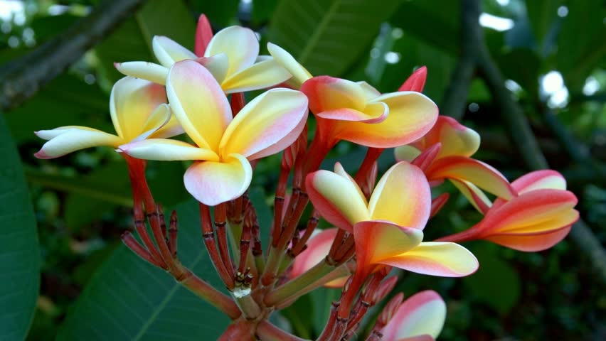 Pink And Yellow Plumeria Frangipani Flowers In A Botanical