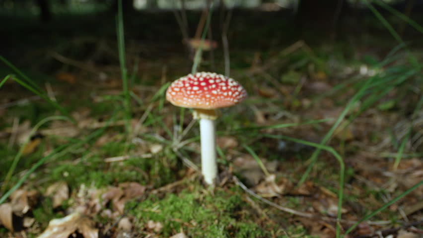 Mushrooms growing in the woods image - Free stock photo - Public Domain ...