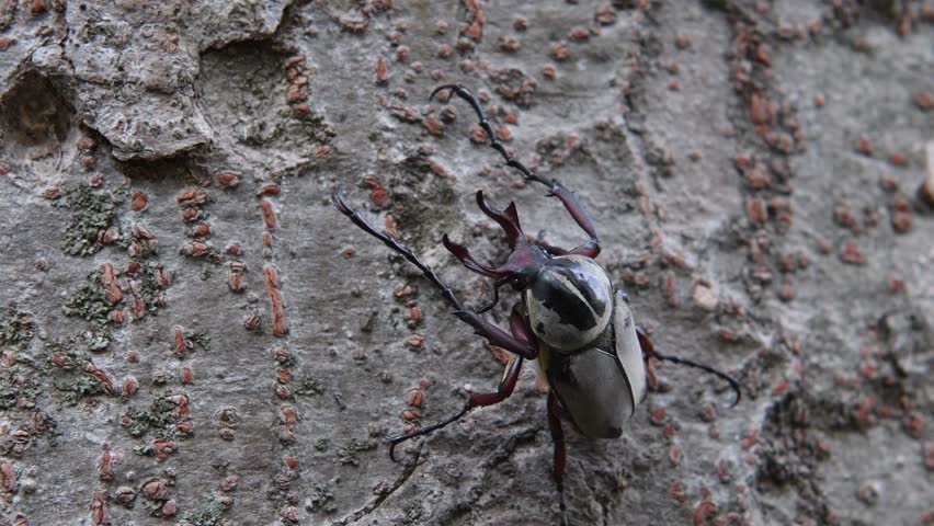Header of Dicranocephalus