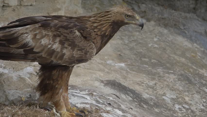 Golden Eagle Aquila Chrysaetos Flying Stock Footage Video 100 Royalty Free 33113674 Shutterstock