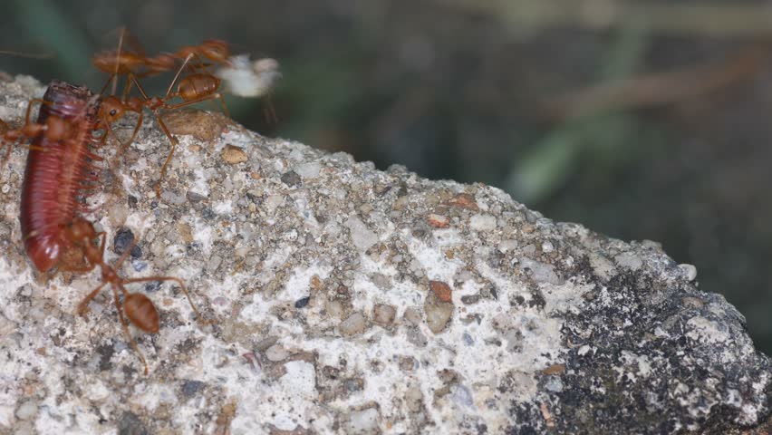 Header of arthropod
