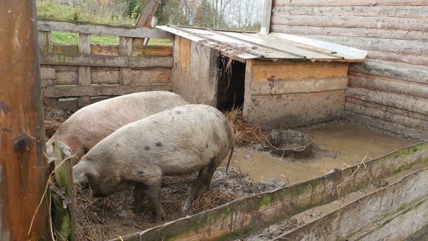 Domesticated Pigs, Swine Sleeping In Muddy Pig Pen Stock Footage Video ...