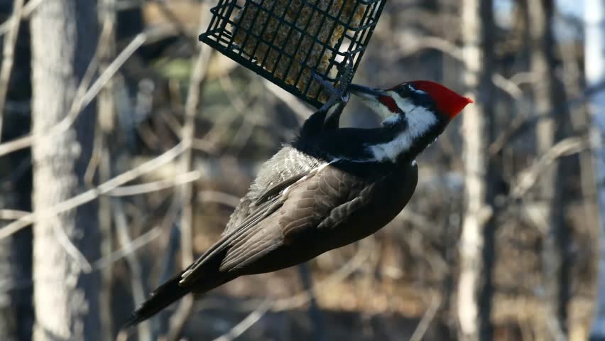 Male Pileated Woodpecker Dangling On Stock Footage Video 100