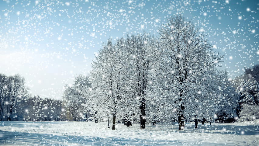 Falling Snow In A Winter Park With Snow Covered Trees, Slow Motion ...