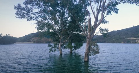Aerial: trees growing out of the water in Lexington Reservoir, Los gatos, Silicon Valley, USA
