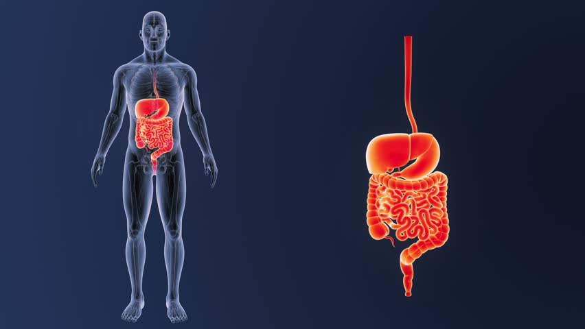 Пищеварительная система рисунок. Digestive system is. Пищеварительная система человека схема 4 класс. Система пищеварения человека. Пищеварительная система человека.