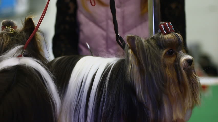 Two Long Haired Yorkshire Terriers Waiting Stock Footage Video