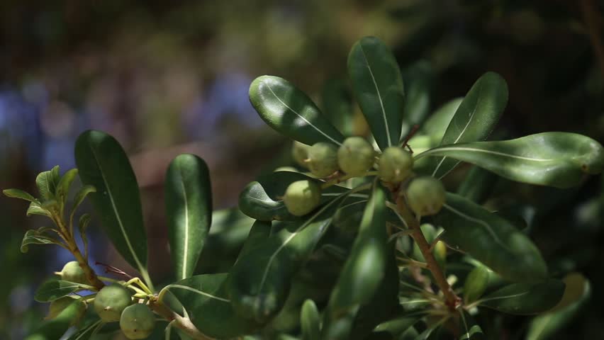 Header of pittosporum