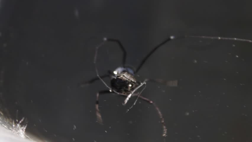 Header of rhagium