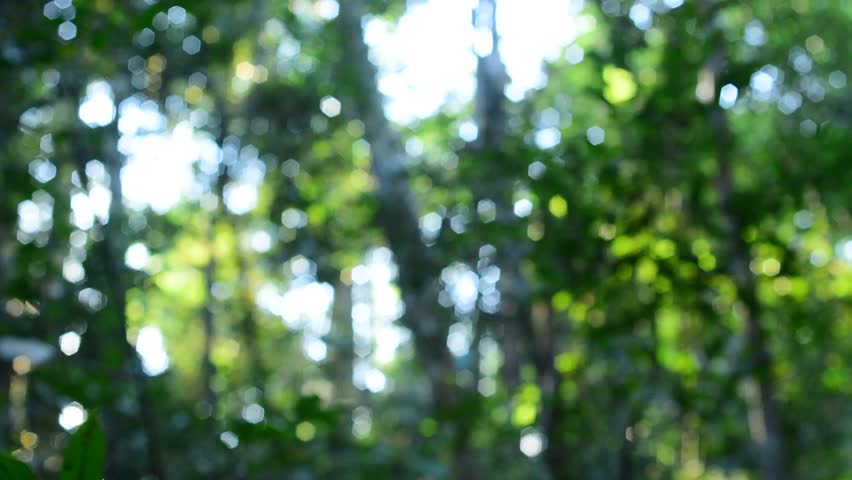 боке природа. осенний лес боке. боке зелень. лес размытый. размытый фон.