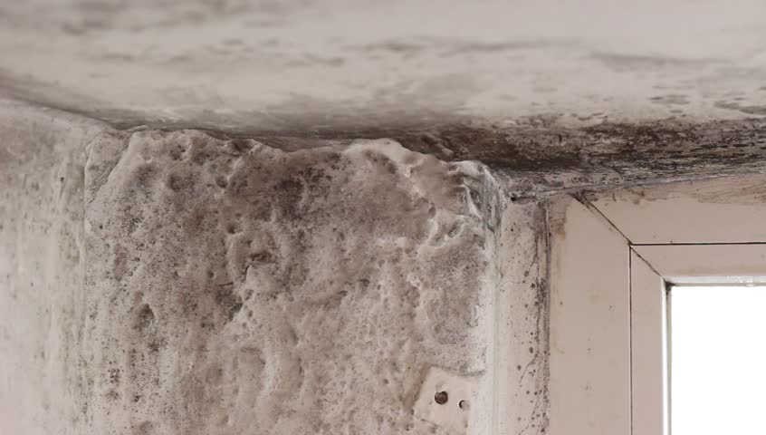 Hd00 11mold In House On Walls Ceiling Windows Condensation