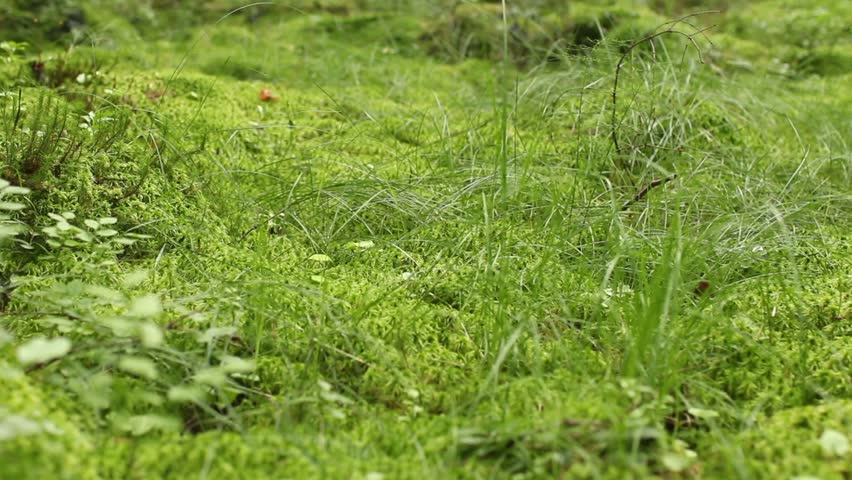 Header of sphagnum