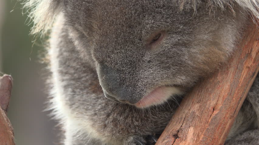 4k00 14scene Of A Koala Hugging Against A Tree Branch