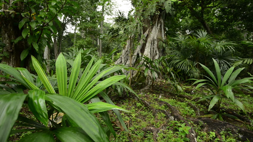 Jungle Background Stock Footage Video | Shutterstock