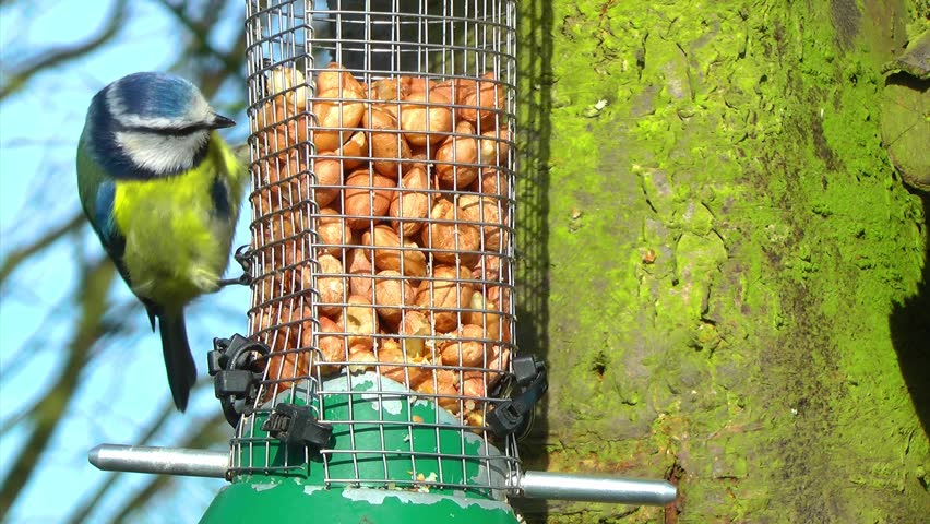 Hd00 22blue Tit Great Tit And Green Finch On A Feeder