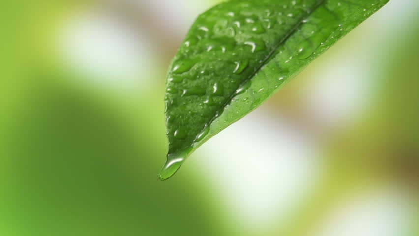 Leaf with drop of rain water with green background