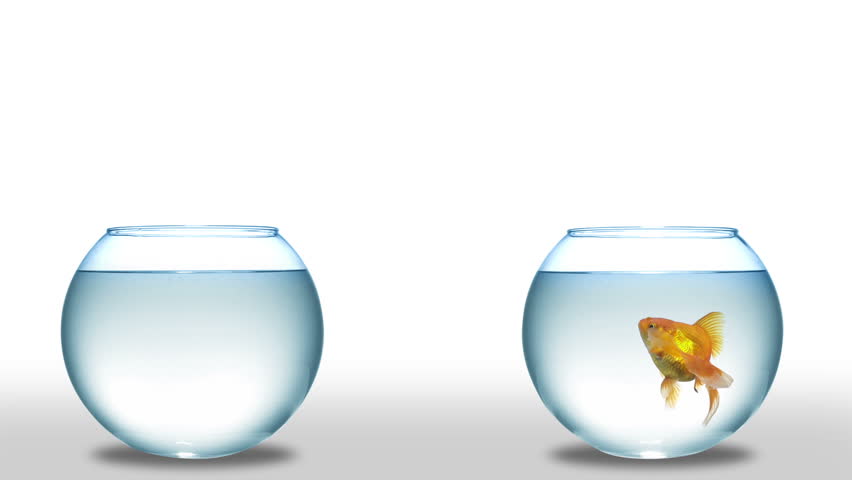 goldfish jumping from one bowl to another. fish out of water change concept. 