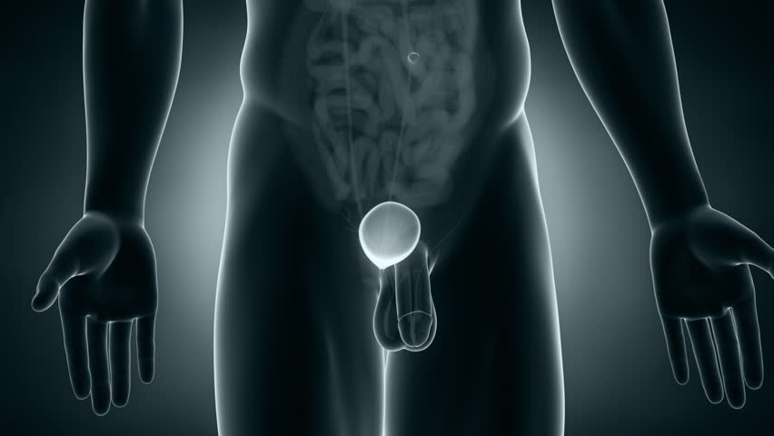 Male Anatomy Bladder Positioning in Stock Footage Video