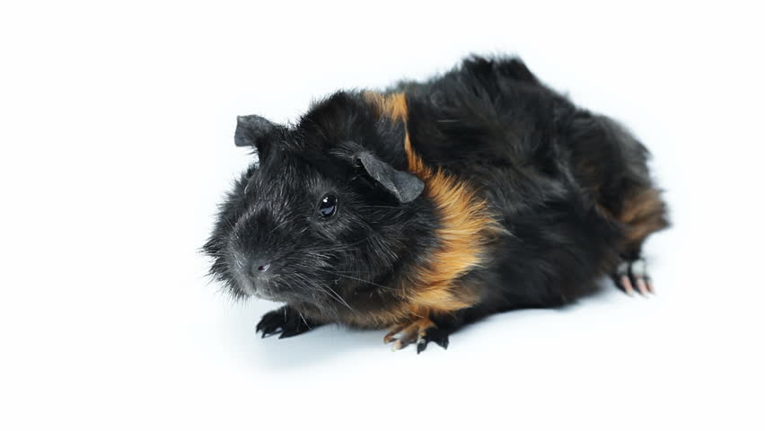Abyssinian Guinea Pig Stock Footage Video 100 Royalty Free