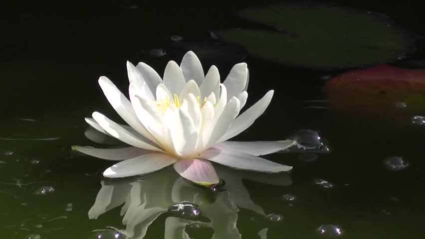 Attractive View Single White Water Lily Flower On Black Beautiful White Fragile Water Lily Reflected In The Surface Of Lake Close Up