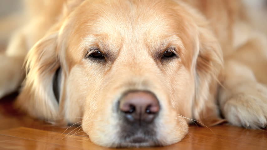 Close Up Shot Of A Tired And Sleepy Golden Retriever Trying To Doze Off ...