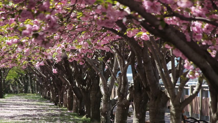 Cherry Blossom Flowers Falling Stock Footage Video 100 Royalty Free 3835214 Shutterstock - 