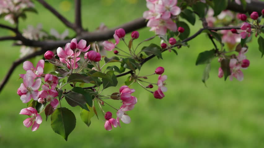 pink and white blossoms blow in the breeze on a crab apple pink and white blossoms blow in the breeze on a crab apple