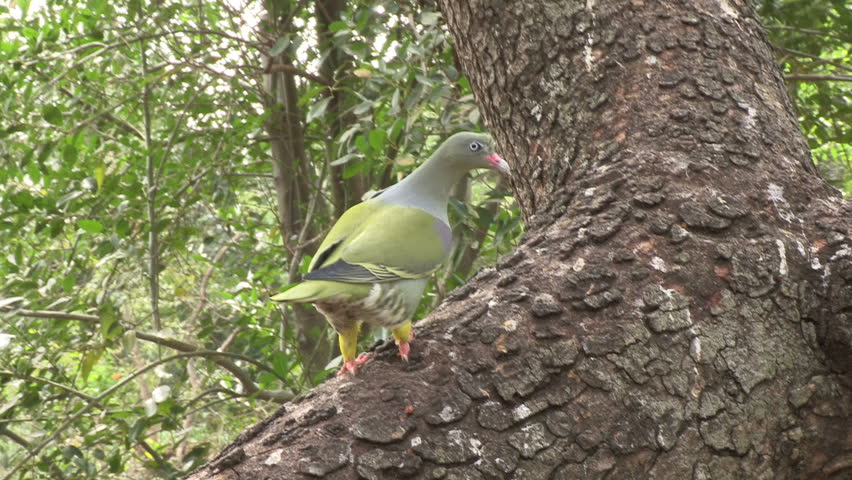Header of African green pigeon