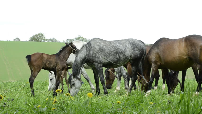 Header of warmblood