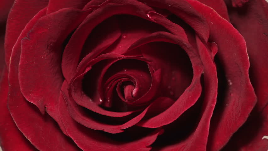 Video Of A Red Rose Stock Footage Video 100 Royalty Free