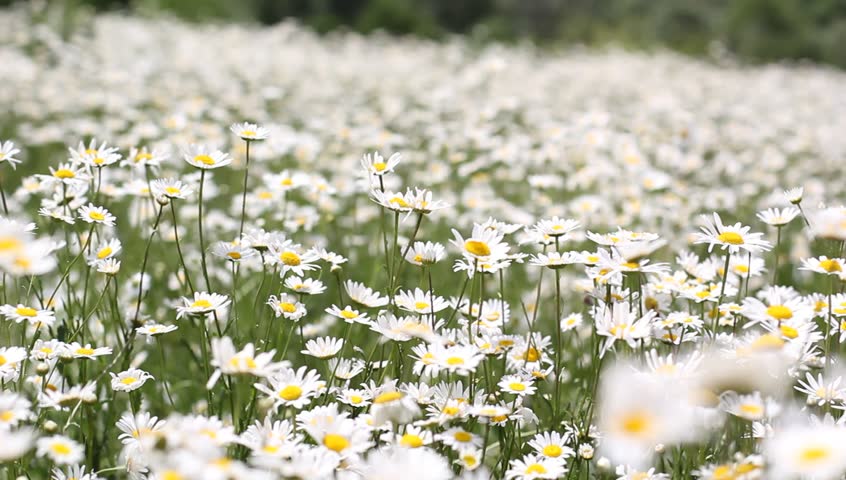 Чернозём на ставрополье\. Видео поля ромашек. Фото размытых ромашек. Ромашка римская пупавка благородная фото. Чернозём на ставрополье\.