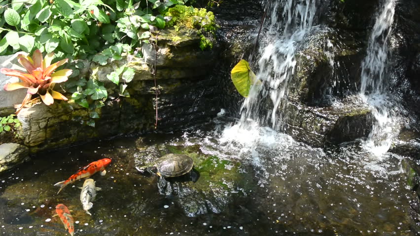 Koi Pond Stock Footage Video 4183376 | Shutterstock