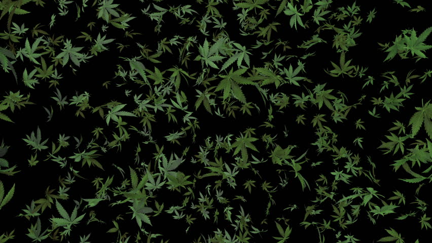 Marijuana Dark Web