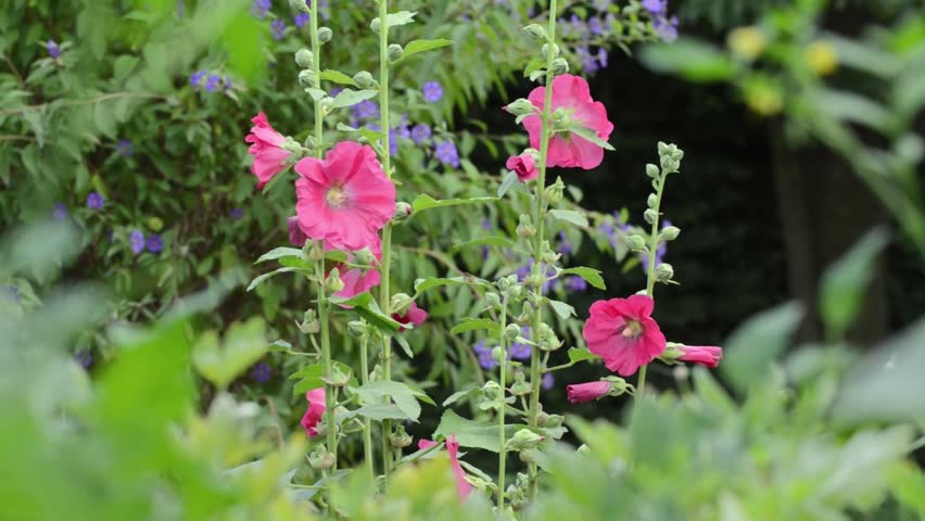 Header of Alcea Rosea