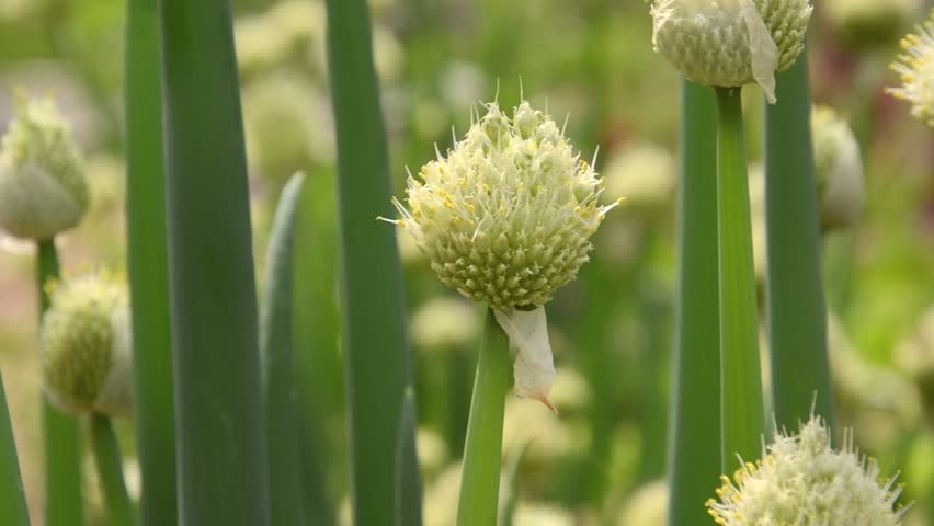 Header of Allium fistulosum