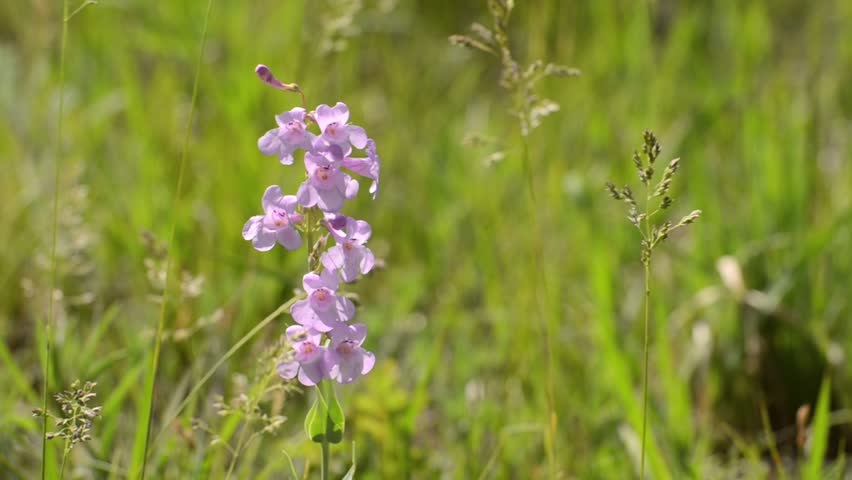 Header of penstemon