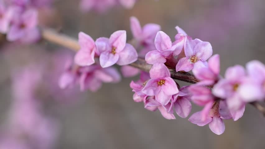 Header of Daphne