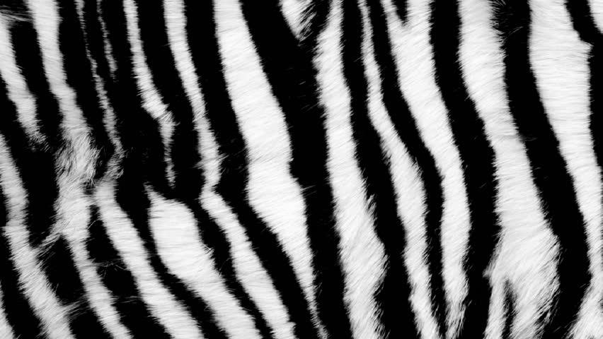 Black and White Animal Fur 스톡 동영상 비디오(100% 로열티프리) 4399244 | Shutterstock