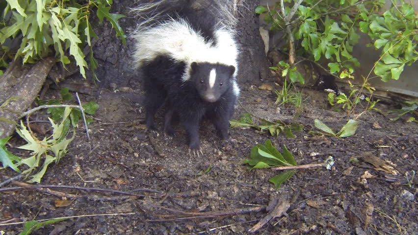 Skunk Mother And Baby Stock Footage Video 4427297 | Shutterstock