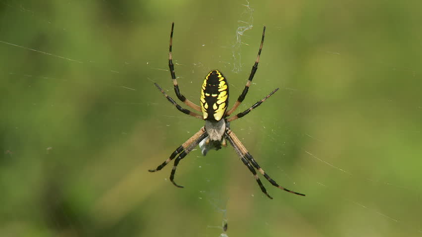 Stock Clip Of A Female Black And Yellow Argiope Stock Clip Of A Female Black And Yellow Argiope Shutterstock